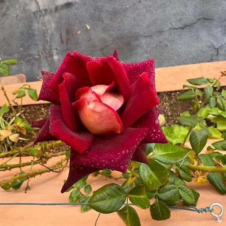 House Helen Golf Apartman