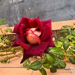 House Helen Golf דירה