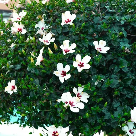 House Helen Golf Apartment *