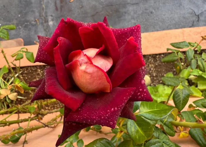 House Helen Golf Apartman