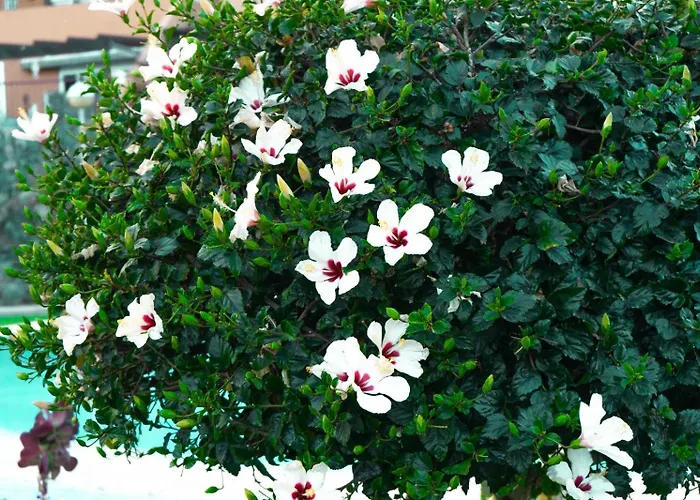 House Helen Golf Apartman *